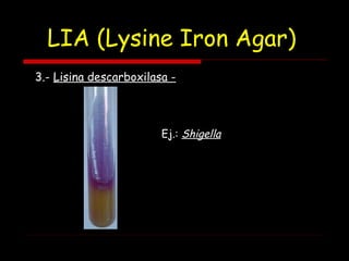 LIA (Lysine Iron Agar)
3.- Lisina descarboxilasa -
Ej.: Shigella
 