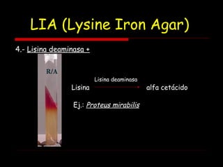 LIA (Lysine Iron Agar)
4.- Lisina deaminasa +
Lisina alfa cetácido
Lisina deaminasa
Ej.: Proteus mirabilis
 