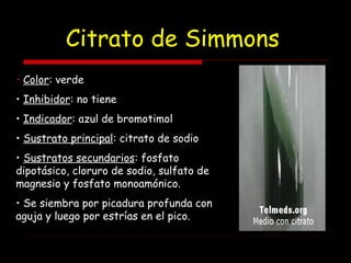 Citrato de Simmons
• Color: verde
• Inhibidor: no tiene
• Indicador: azul de bromotimol
• Sustrato principal: citrato de sodio
• Sustratos secundarios: fosfato
dipotásico, cloruro de sodio, sulfato de
magnesio y fosfato monoamónico.
• Se siembra por picadura profunda con
aguja y luego por estrías en el pico.
 