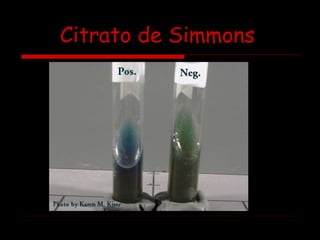 Citrato de Simmons
 