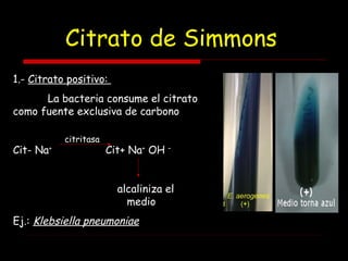 Citrato de Simmons
1.- Citrato positivo:
La bacteria consume el citrato
como fuente exclusiva de carbono
Cit- Na+
Cit+ Na+
OH –
alcaliniza el
medio
Ej.: Klebsiella pneumoniae
citritasa
 