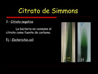 Citrato de Simmons
2.- Citrato negativo
La bacteria no consume el
citrato como fuente de carbono.
Ej.: Escherichia coli
 