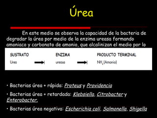Úrea
En este medio se observa la capacidad de la bacteria de
degradar la úrea por medio de la enzima ureasa formando
amoniaco y carbonato de amonio, que alcalinizan el medio por lo
cual el rojo de fenol vira a un rojo cereza.
• Bacterias úrea + rápida: Proteus y Providencia
• Bacterias úrea + retardada: Klebsiella, Citrobacter y
Enterobacter.
• Bacterias úrea negativa: Escherichia coli, Salmonella, Shigella
 