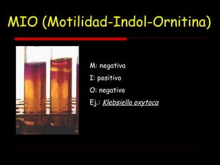 MIO (Motilidad-Indol-Ornitina)
M: negativa
I: positivo
O: negativo
Ej.: Klebsiella oxytoca
 