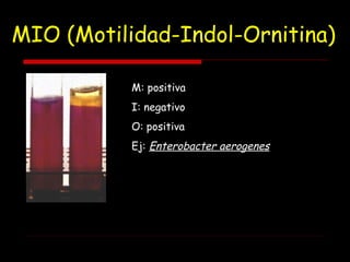 MIO (Motilidad-Indol-Ornitina)
M: positiva
I: negativo
O: positiva
Ej: Enterobacter aerogenes
 