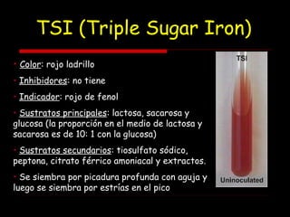 TSI (Triple Sugar Iron)
• Color: rojo ladrillo
• Inhibidores: no tiene
• Indicador: rojo de fenol
• Sustratos principales: lactosa, sacarosa y
glucosa (la proporción en el medio de lactosa y
sacarosa es de 10: 1 con la glucosa)
• Sustratos secundarios: tiosulfato sódico,
peptona, citrato férrico amoniacal y extractos.
• Se siembra por picadura profunda con aguja y
luego se siembra por estrías en el pico
 