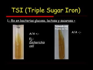 TSI (Triple Sugar Iron)
1.- Rx en bacterias glucosa, lactosa y sacarosa +
A/A +;-
Ej.:
Escherichia
coli
A/A -;-
 
