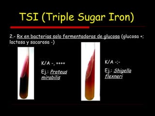 TSI (Triple Sugar Iron)
2.- Rx en bacterias solo fermentadoras de glucosa (glucosa +;
lactosa y sacarosa -)
K/A -, ++++
Ej.: Proteus
mirabilis
K/A -;-
Ej.: Shigella
flexneri
 