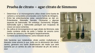 Prueba de citrato – agar citrato de Simmons
• Determinar si un microorganismo utiliza citrato como fuente de
carbono y compuestos amoniacales como fuente de nitrógeno.
• Entre las enterobacterias estas características se dan en;
Enterobacter, Klebsiella, Serratia, Citrobacter y algunas
especies de Salmonella. Sin embargo, Escherichia, Shigella,
Salmonella typhi y Salmonella paratyphi son incapaces de
crecer con esos nutrientes.
• Se cultiva el microorganismo en agar citrato de Simmons, este
medio contiene citrato de sodio y fosfato de amonio como
fuentes de carbono y de nitrógeno respectivamente.
• Contiene azul de bromotimol, como indicador de pH.
Sólo bacterias que metabolizan citrato podrán multiplicarse y
liberarán iones amonio lo que, junto con la eliminación del citrato
(ácido), generará una fuerte alcalinización del medio que será
aparente por un cambio de color del indicador de pH, de verde a
azul.
 