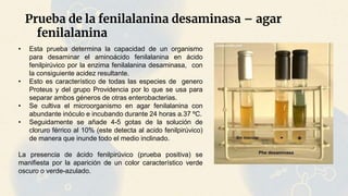 Prueba de la fenilalanina desaminasa – agar
fenilalanina
• Esta prueba determina la capacidad de un organismo
para desaminar el aminoácido fenilalanina en ácido
fenilpirúvico por la enzima fenilalanina desaminasa, con
la consiguiente acidez resultante.
• Esto es característico de todas las especies de genero
Proteus y del grupo Providencia por lo que se usa para
separar ambos géneros de otras enterobacterias.
• Se cultiva el microorganismo en agar fenilalanina con
abundante inóculo e incubando durante 24 horas a.37 ºC.
• Seguidamente se añade 4-5 gotas de la solución de
cloruro férrico al 10% (este detecta al acido fenilpirúvico)
de manera que inunde todo el medio inclinado.
La presencia de ácido fenilpirúvico (prueba positiva) se
manifiesta por la aparición de un color característico verde
oscuro o verde-azulado.
 