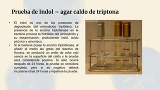 Prueba de Indol – agar caldo de triptona
• El indol es uno de los productos de
degradación del aminoácido triptófano. La
presencia de la enzima triptofanasa en la
bacteria provoca la hidrólisis del aminoácido y
su desaminación, produciendo indol, ácido
pirúvico y amoníaco.
• Si la bacteria posee la enzima triptofanasa, al
añadir al medio las gotas del reactivo de
Kovacs, se producirá un anillo de color rojo
cereza en la superficie del caldo y la prueba
será considerada positiva. Si esto ocurre
después de 24 horas, la prueba se considera
completa, pero si es negativo deberá
incubarse otras 24 horas y repetirse la prueba.
 
