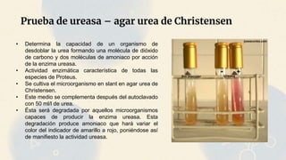 Prueba de ureasa – agar urea de Christensen
• Determina la capacidad de un organismo de
desdoblar la urea formando una molécula de dióxido
de carbono y dos moléculas de amoniaco por acción
de la enzima ureasa.
• Actividad enzimática característica de todas las
especies de Proteus.
• Se cultiva el microorganismo en slant en agar urea de
Christensen.
• Este medio se complementa después del autoclavado
con 50 ml/l de urea.
• Ésta será degradada por aquellos microorganismos
capaces de producir la enzima ureasa. Esta
degradación produce amoniaco que hará variar el
color del indicador de amarillo a rojo, poniéndose así
de manifiesto la actividad ureasa.
 