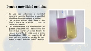 Prueba movilidad ornitina
• Se usa para determinar la movilidad
bacteriana y, permite determinar la capacidad
microbiana de descarboxilar a la ornitina.
• Las bacterias móviles darán lugar a una
difusión lateral de la estría por picadura
central de la siembra.
• Las enterobacterias que fermentadoras de
glucosa producirán una acidificación del
medio lo que originará un cambio de color de
violáceo a amarillo. En estos casos la ornitin
descarboxilasa (ODC) es negativa. Si el
fondo del tubo queda sin cambio de color
(queda violáceo), se tratará de ODC positivo.
 