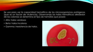 Se usa para ver la capacidad hemolítica de los microorganismos patógenos
(que es un factor de virulencia). Observando los halos hemolíticos alrededor
de las colonias se determina el tipo de hemólisis que posee:
• Alfa: halos verdosos
• Beta: halos incoloros
• Gamma: inexistencia de halos.
 