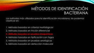 MÉTODOS DE IDENTIFICACIÓN
BACTERIANA
Los métodos más utilizados para la identificación microbiana, los podemos
clasificar en:
1. Métodos basados en criterios morfológicos
2. Métodos basados en tinción diferencial
3. Métodos basados en pruebas bioquímicas
4. Métodos basados en tipificación con fagos
5. Métodos basados en pruebas serológicas
6. Métodos basados en detección molecular
 