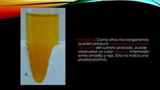 • Negativo: Como otros microorganismos
pueden producir pequeñas cantidades
de acido del sustrato probado, puede
observarse un color naranja, intermedio
entre amarillo y rojo. Esto no indica una
prueba positiva.
 