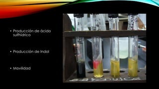 • Producción de ácido
sulfhídrico
• Producción de Indol
• Movilidad
 