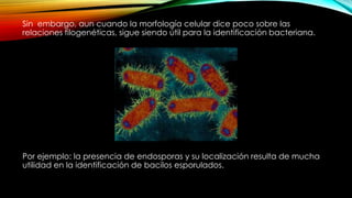 Sin embargo, aun cuando la morfología celular dice poco sobre las
relaciones filogenéticas, sigue siendo útil para la identificación bacteriana.
Por ejemplo: la presencia de endosporas y su localización resulta de mucha
utilidad en la identificación de bacilos esporulados.
 