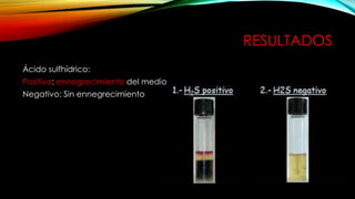 RESULTADOS
Ácido sulfhídrico:
Positivo: ennegrecimiento del medio
Negativo: Sin ennegrecimiento
 
