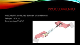 PROCEDIMIENTO
Inoculación: picadura y estría en pico de flauta.
Tiempo: 18-24 hrs
Temperatura:35-37°C
 