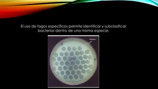 El uso de fagos específicos permite identificar y subclasificar
bacterias dentro de una misma especie.
 