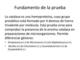 Fundamento de la prueba
La catalasa es una hemoproteína, cuyo grupo
prostético está formado por 4 átomos de hierro
trivalente por molécula. Esta prueba sirve para
comprobar la presencia de la enzima catalasa en
preparaciones de microorganismos. Permite
diferenciar géneros:
• Streptococcus (-) de Micrococcus (+) y/o Staphylococcus (+)
• Bacillus (+) de Clostridium (-) y Corynebacterium (+) de
Erysipelothrix (-)
 