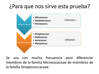 ¿Para que nos sirve esta prueba?
Se usa con mucha frecuencia para diferenciar
miembros de la familia Micrococaceae de miembros de
la familia Streptococcaceae.
micrococcaceae
• Micrococcus
• Staphylococcus
• Planococcus
Streptococcaceae
• Streptococcus
• Pediococcus
• Aerococcus
• Planococcus
CATALASA +
CATALASA -
 