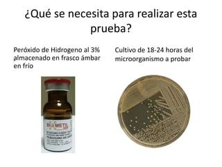 ¿Qué se necesita para realizar esta
prueba?
Peróxido de Hidrogeno al 3%
almacenado en frasco ámbar
en frío
.
Cultivo de 18-24 horas del
microorganismo a probar
 