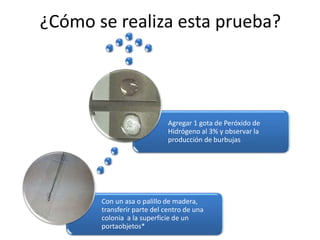 ¿Cómo se realiza esta prueba?
Con un asa o palillo de madera,
transferir parte del centro de una
colonia a la superficie de un
portaobjetos*
Agregar 1 gota de Peróxido de
Hidrógeno al 3% y observar la
producción de burbujas
 
