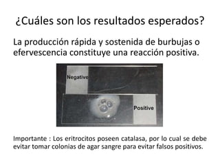 ¿Cuáles son los resultados esperados?
La producción rápida y sostenida de burbujas o
efervescencia constituye una reacción positiva.
Importante : Los eritrocitos poseen catalasa, por lo cual se debe
evitar tomar colonias de agar sangre para evitar falsos positivos.
 