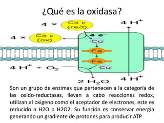 ¿Qué es la oxidasa?
Son un grupo de enzimas que pertenecen a la categoría de
las oxido-reductasas, llevan a cabo reacciones redox,
utilizan al oxigeno como el aceptador de electrones, este es
reducido a H2O o H2O2. Su función es conservar energía
generando un gradiente de protones para producir ATP
 