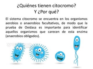¿Quiénes tienen citocromo?
Y ¿Por qué?
El sistema citocromo se encuentra en los organismos
aerobios o anaerobios facultativos, de modo que la
prueba de Oxidasa es importante para identificar
aquellos organismos que carecen de esta enzima
(anaerobios obligados).
 