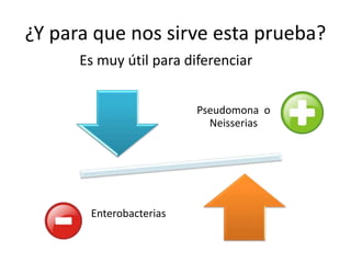 ¿Y para que nos sirve esta prueba?
Es muy útil para diferenciar
Pseudomona o
Neisserias
Enterobacterias
 