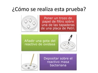 ¿Cómo se realiza esta prueba?
Poner un trozo de
papel de filtro sobre
una de las tapaderas
de una placa de Petri.
Añadir una gota del
reactivo de oxidasa
Depositar sobre el
reactivo masa
bacteriana
 