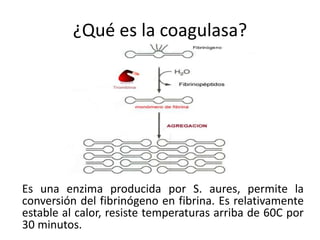 ¿Qué es la coagulasa?
Es una enzima producida por S. aures, permite la
conversión del fibrinógeno en fibrina. Es relativamente
estable al calor, resiste temperaturas arriba de 60C por
30 minutos.
 