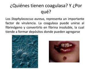 ¿Quiénes tienen coagulasa? Y ¿Por
qué?
Los Staphylococcus aureus, representa un importante
factor de virulencia. La coagulasa puede unirse al
fibrinógeno y convertirlo en fibrina insoluble, la cual
tiende a formar depósitos donde pueden agregarse
 