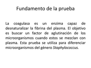 Fundamento de la prueba
La coagulasa es un enzima capaz de
desnaturalizar la fibrina del plasma. El objetivo
es buscar un factor de aglutinación de los
microorganismos cuando estos se mezclan con
plasma. Esta prueba se utiliza para diferenciar
microorganismos del género Staphylococcus.
 