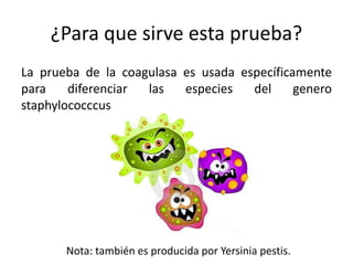 ¿Para que sirve esta prueba?
La prueba de la coagulasa es usada específicamente
para diferenciar las especies del genero
staphylococccus
Nota: también es producida por Yersinia pestis.
 