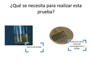 ¿Qué se necesita para realizar esta
prueba?
plasma de conejo
Cultivo de 18-24
horas del
microorganismo a
probar
 
