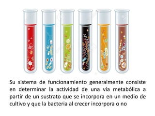 Su sistema de funcionamiento generalmente consiste
en determinar la actividad de una vía metabólica a
partir de un sustrato que se incorpora en un medio de
cultivo y que la bacteria al crecer incorpora o no
 