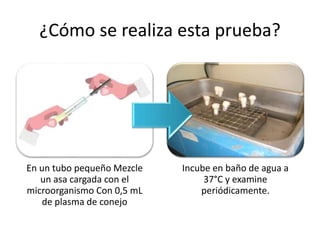 ¿Cómo se realiza esta prueba?
En un tubo pequeño Mezcle
un asa cargada con el
microorganismo Con 0,5 mL
de plasma de conejo
Incube en baño de agua a
37°C y examine
periódicamente.
 