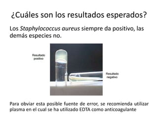 ¿Cuáles son los resultados esperados?
Los Staphylococcus aureus siempre da positivo, las
demás especies no.
Para obviar esta posible fuente de error, se recomienda utilizar
plasma en el cual se ha utilizado EDTA como anticoagulante
 