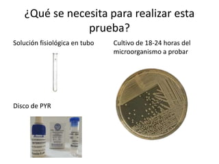 Solución fisiológica en tubo
Disco de PYR
¿Qué se necesita para realizar esta
prueba?
Cultivo de 18-24 horas del
microorganismo a probar
 