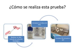¿Cómo se realiza esta prueba?
Realizar un alto
inóculo en solución
fisiológica
Introducir un disco de
PYR.
incubar 30 minutos a
35º
 