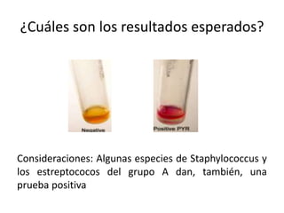¿Cuáles son los resultados esperados?
Consideraciones: Algunas especies de Staphylococcus y
los estreptococos del grupo A dan, también, una
prueba positiva
 