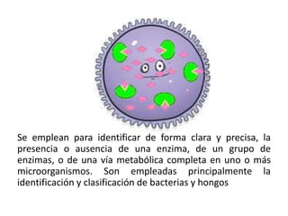 Se emplean para identificar de forma clara y precisa, la
presencia o ausencia de una enzima, de un grupo de
enzimas, o de una vía metabólica completa en uno o más
microorganismos. Son empleadas principalmente la
identificación y clasificación de bacterias y hongos
 