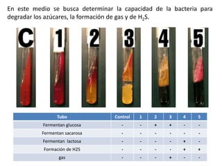 En este medio se busca determinar la capacidad de la bacteria para
degradar los azúcares, la formación de gas y de H2S.
Tubo Control 1 2 3 4 5
Fermentan glucosa - - + + - -
Fermentan sacarosa - - - - - -
Fermentan lactosa - - - - + -
Formación de H2S - - - - + +
gas - - - + - -
 