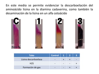 En este medio se permite evidenciar la descarboxilación del
aminoácido lisina en la diamina cadaverina, como también la
desaminación de la lisina en un alfa cetoácido
Tubo Control 1 2 3
Lisina descarboxilasa - + + -
H2S - - - +
Formación de gas - - + +
 