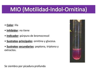 • Color: lila
• Inhibidor: no tiene
• Indicador: púrpura de bromocresol
• Sustratos principales: ornitina y glucosa.
• Sustratos secundarios: peptona, triptona y
extractos.
Se siembra por picadura profunda
 