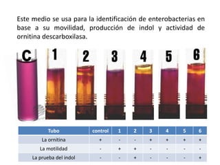 Este medio se usa para la identificación de enterobacterias en
base a su movilidad, producción de indol y actividad de
ornitina descarboxilasa.
Tubo control 1 2 3 4 5 6
La ornitina + - - + + + +
La motilidad - + + - - - -
La prueba del indol - - + - - - +
 